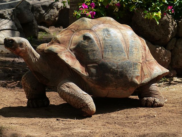 Tusker the greatest tortoise