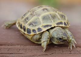 Tusker the greatest tortoise
