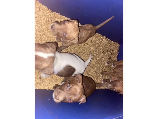 4 beautiful pit bull puppies for sale